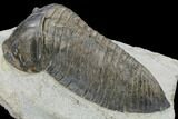 Inflated Parahomalonotus Trilobite - Foum Zguid, Morocco #114808-4